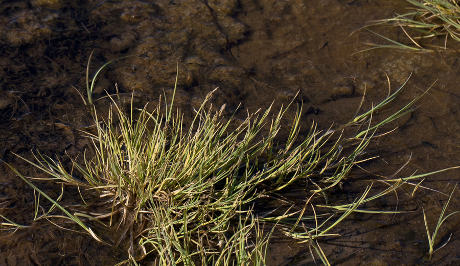 Image of Carex mackenziei specimen.