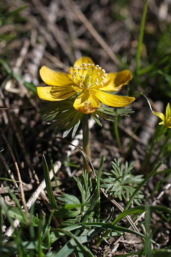 Image of Eranthis longistipitata specimen.