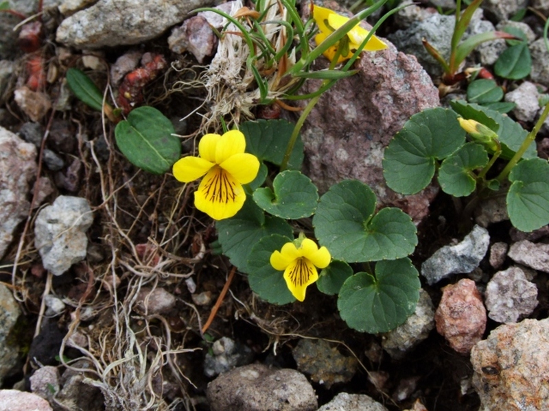 Image of Viola avatschensis specimen.