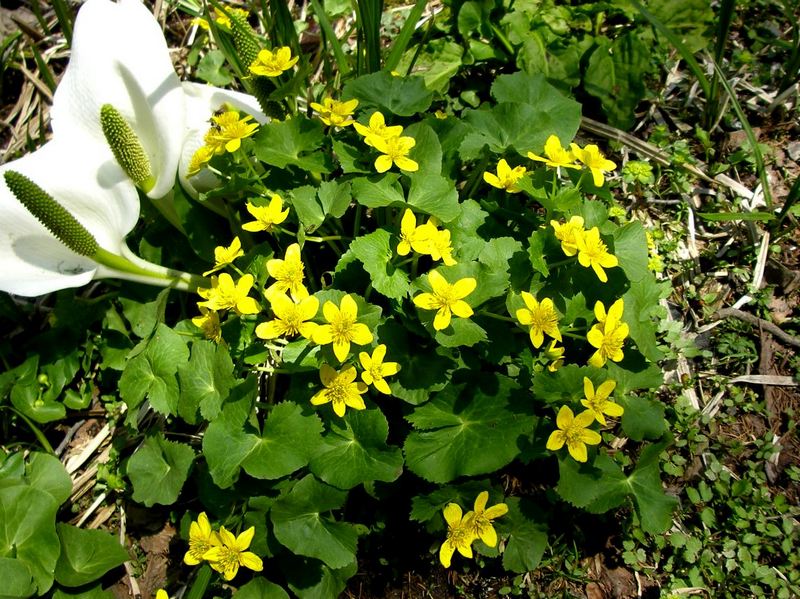 Image of Caltha sibirica specimen.