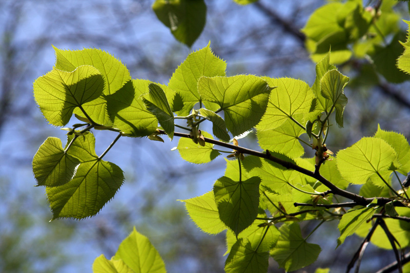 Image of Tilia mandshurica specimen.