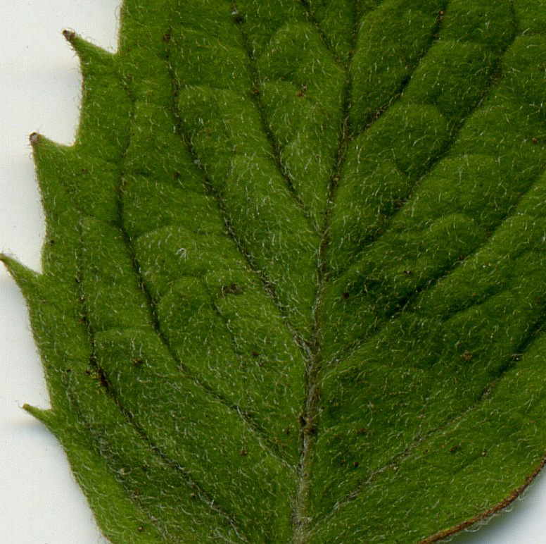 Image of Mentha &times; dalmatica specimen.