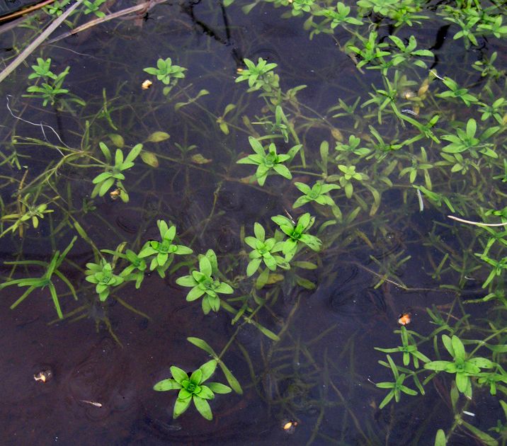 Image of Callitriche palustris specimen.