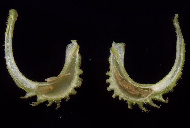 Image of Calendula officinalis specimen.