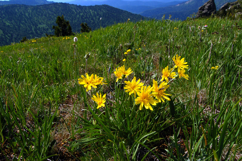 Изображение особи Scorzonera radiata.