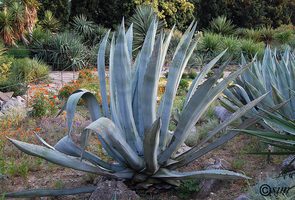 Image of Agave americana specimen.