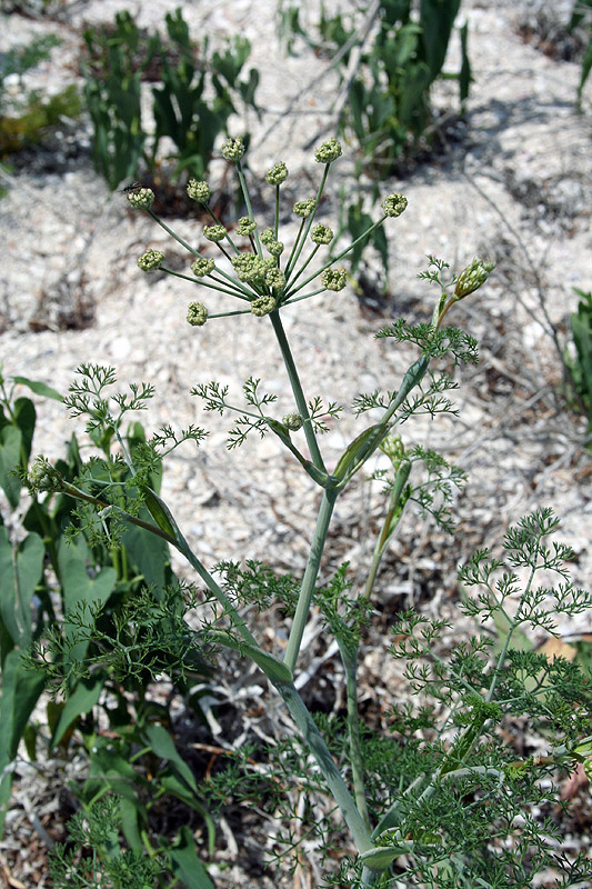 Изображение особи Astrodaucus littoralis.