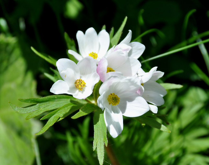 Image of Anemonastrum fasciculatum specimen.