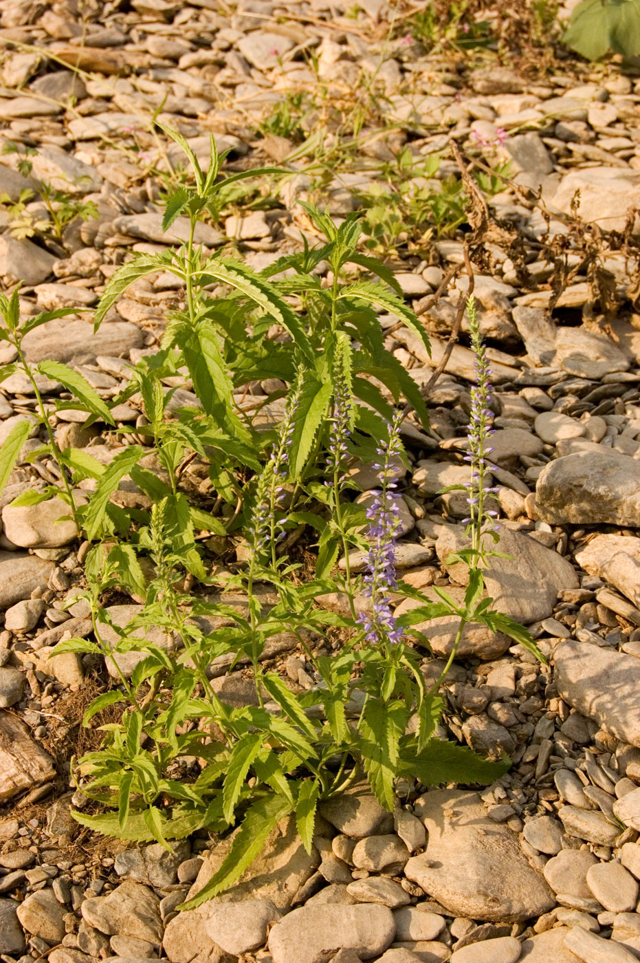 Image of Veronica longifolia specimen.