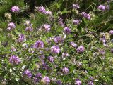 Psoralea subspecies pontica