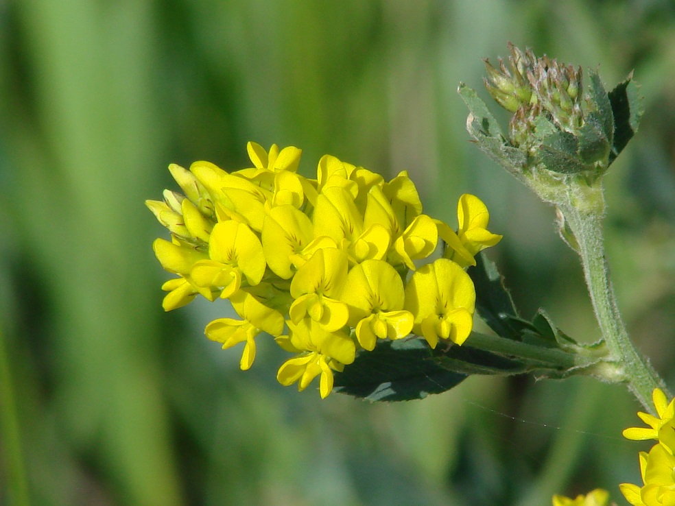 Изображение особи Medicago falcata.