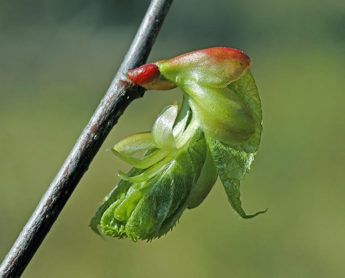 Изображение особи Tilia cordata.