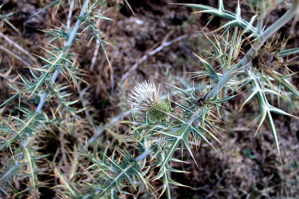 Изображение особи Cirsium pseudolappaceum.