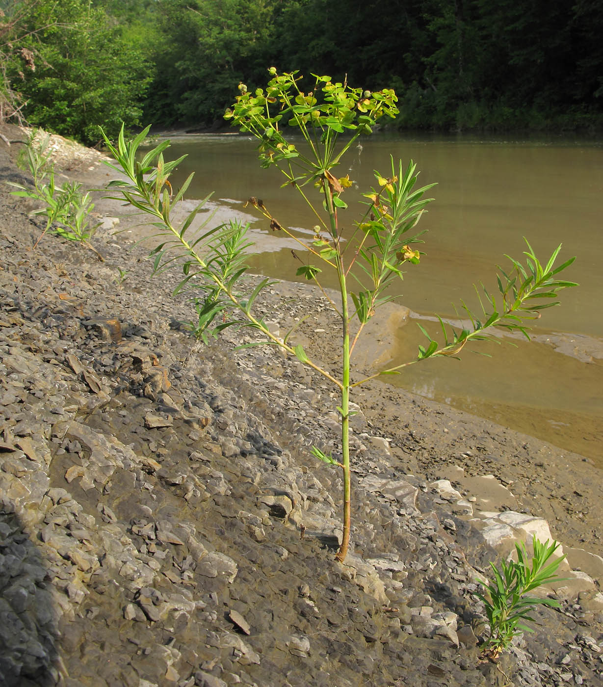 Image of Euphorbia virgata specimen.