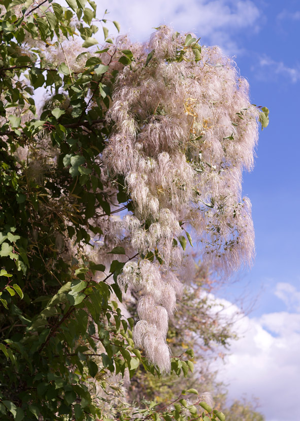 Изображение особи Clematis orientalis.