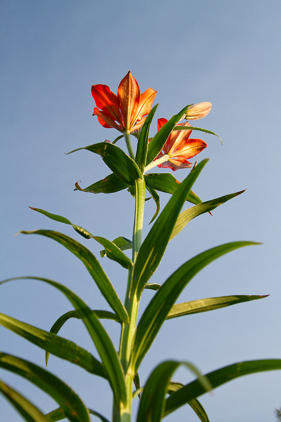 Image of Lilium pensylvanicum specimen.