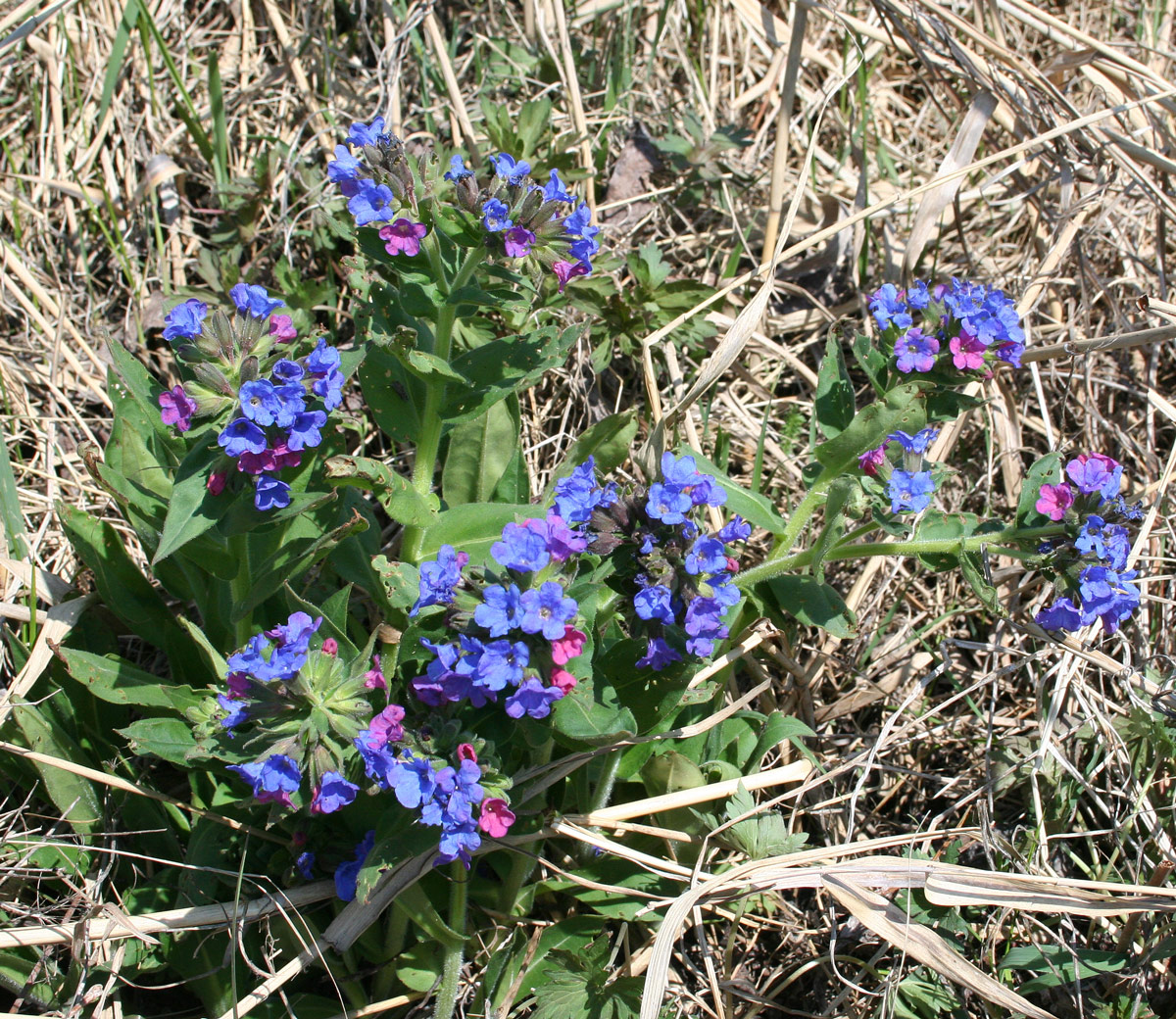 Image of Pulmonaria mollis specimen.