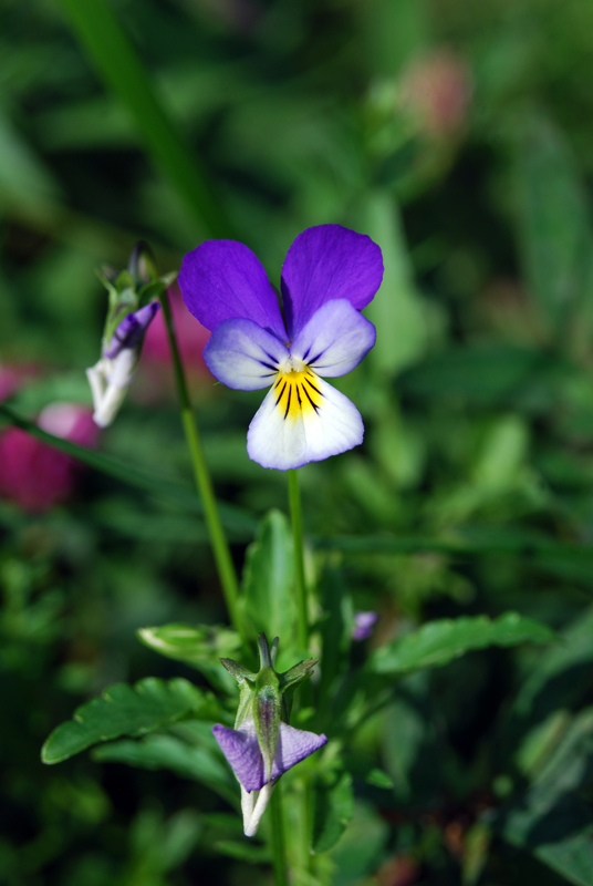 Image of Viola tricolor specimen.