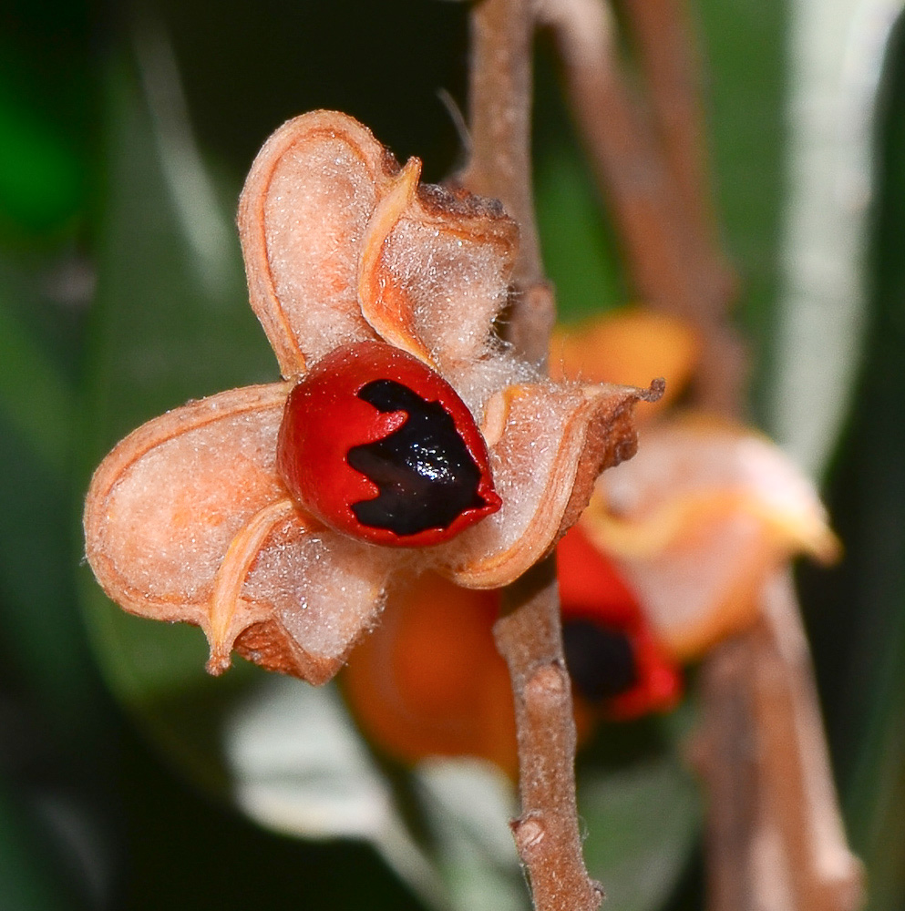 Image of Cupaniopsis anacardioides specimen.