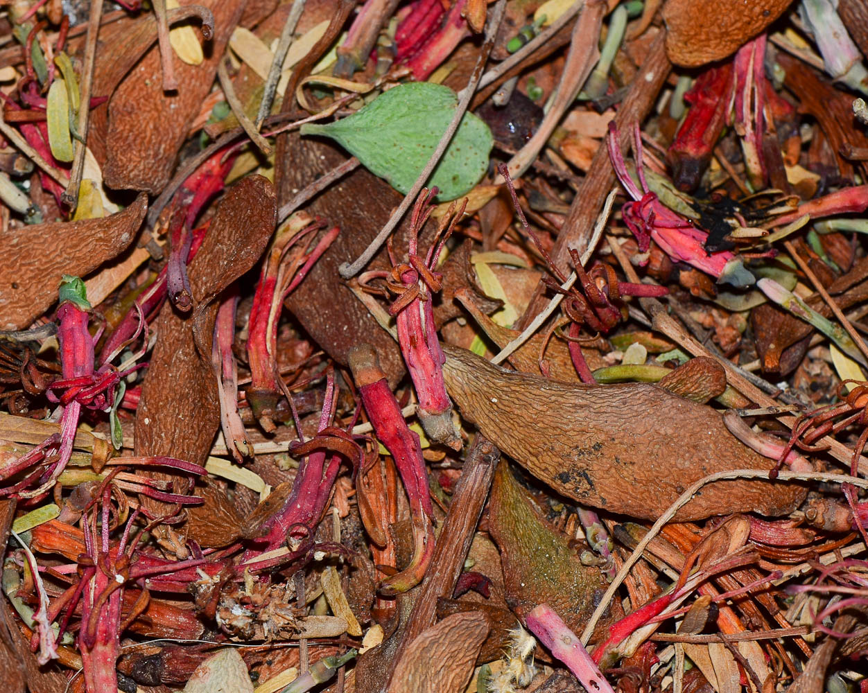 Image of Plicosepalus acaciae specimen.