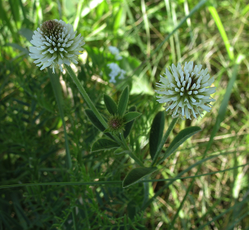 Image of Trifolium montanum specimen.