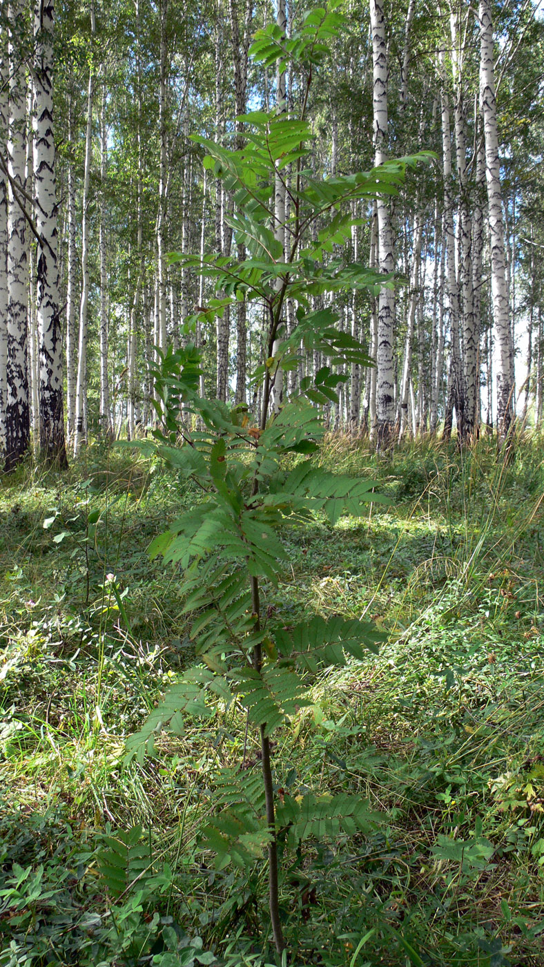 Image of Sorbus sibirica specimen.