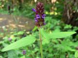 Prunella vulgaris