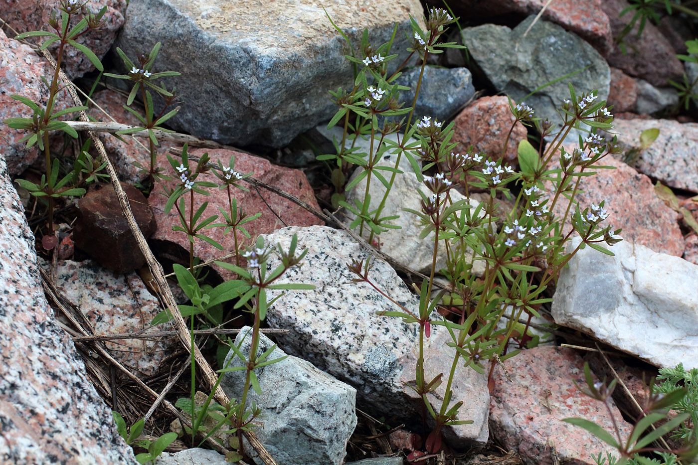 Image of Asperula setosa specimen.