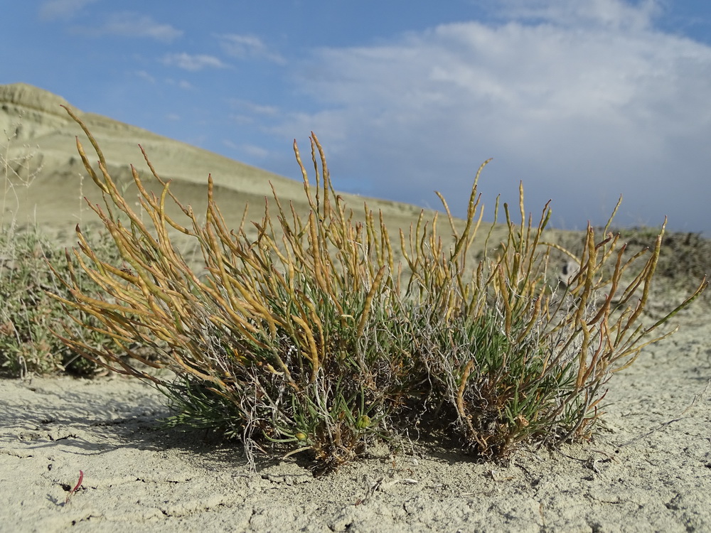 Image of Rhammatophyllum pachyrhizum specimen.