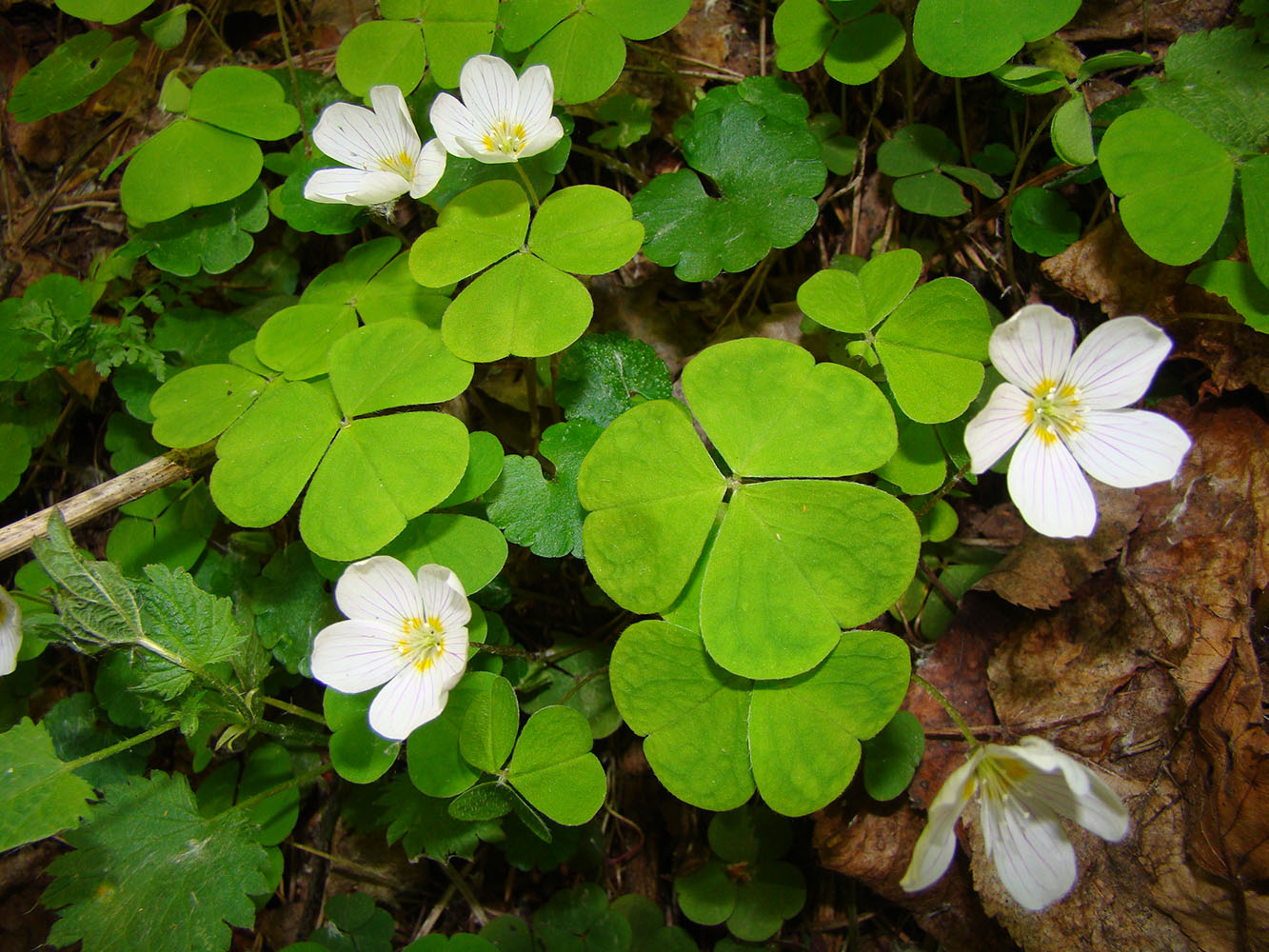 Image of Oxalis acetosella specimen.