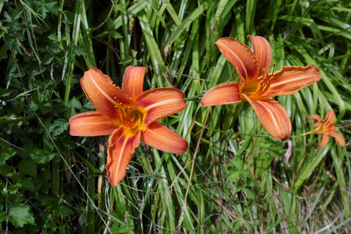 Image of Hemerocallis fulva specimen.