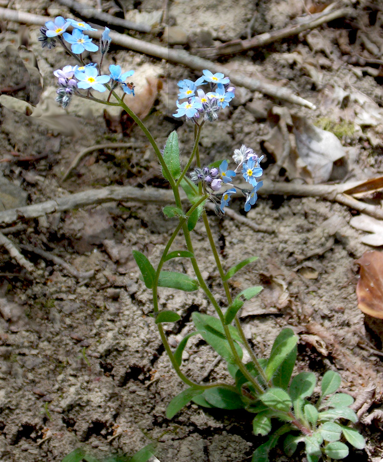 Изображение особи Myosotis lithospermifolia.