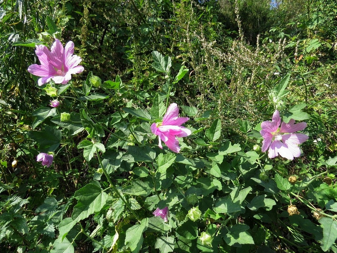 Image of Malva thuringiaca specimen.