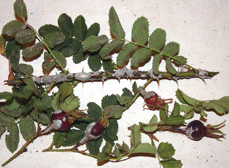 Image of Rosa spinosissima specimen.