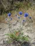 Echinops tataricus. Цветущее растение. Нижегородская обл., Краснооктябрьский р-н, окр. с. Ключищи, обочина автомобильной дороги Большое Болдино - Нижний Новогород. 20 июля 2010 г.