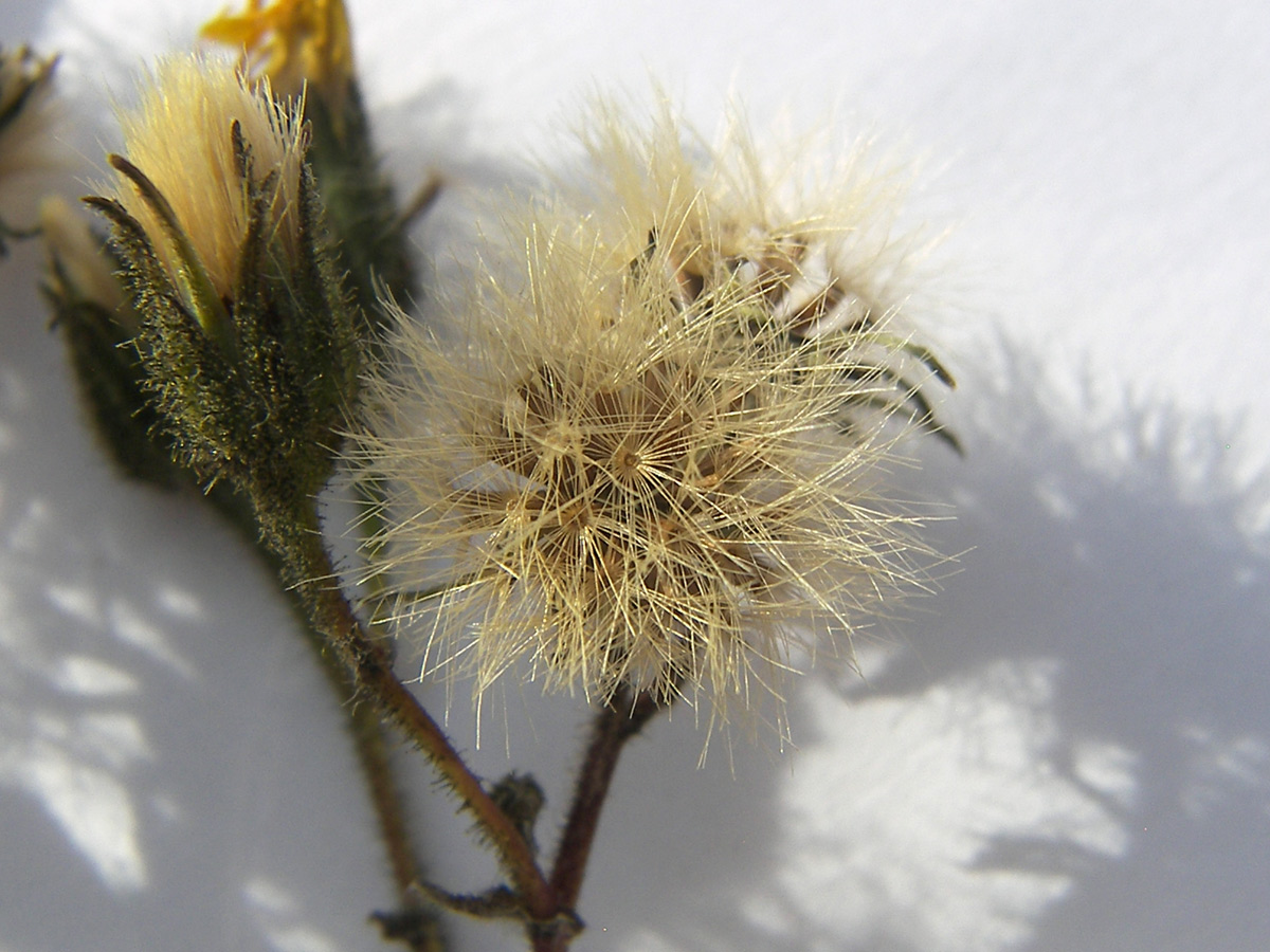 Image of Hieracium leptoprenanthes specimen.