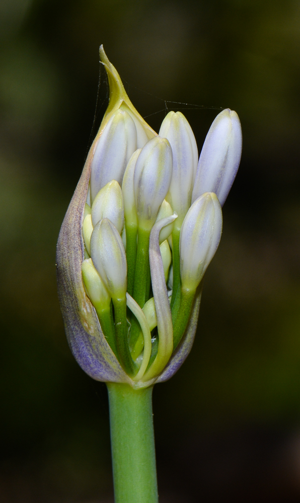 Image of Agapanthus africanus specimen.