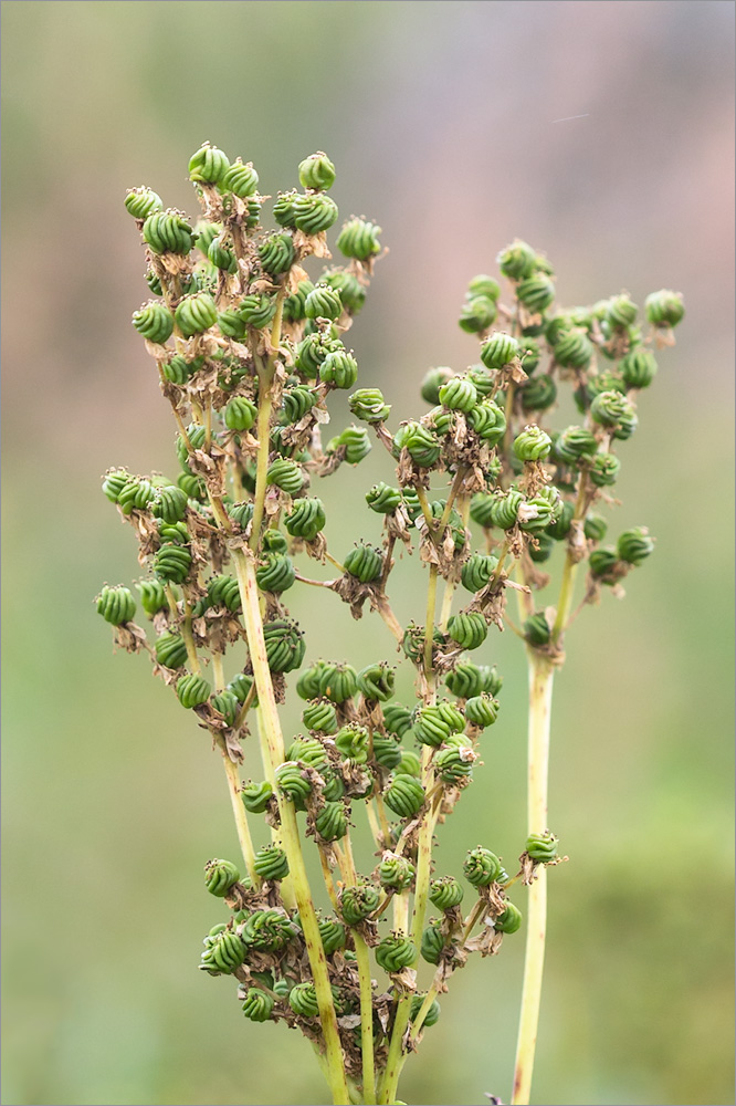 Image of Filipendula ulmaria specimen.