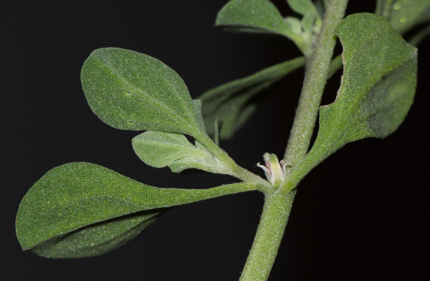 Image of Galenia pubescens specimen.