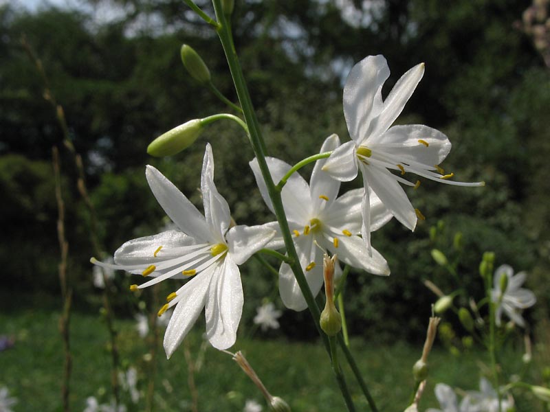 Image of Anthericum ramosum specimen.