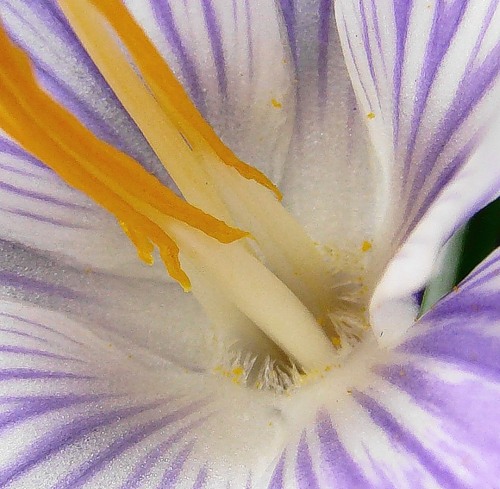 Image of Crocus vernus specimen.