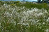 Stipa pennata. Плодоносящие растения. Молдова, Криулянский р-н, окр. с. Бутучены. 04.06.2015.