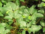 Ficus variegata