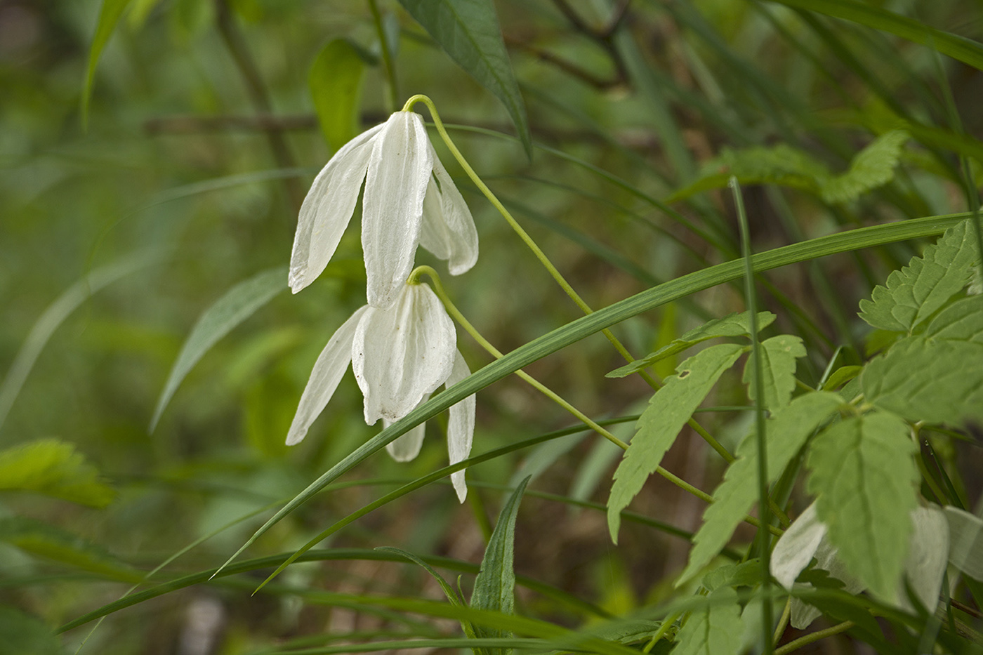 Image of Atragene sibirica specimen.