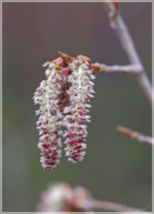 Image of Populus tremula specimen.