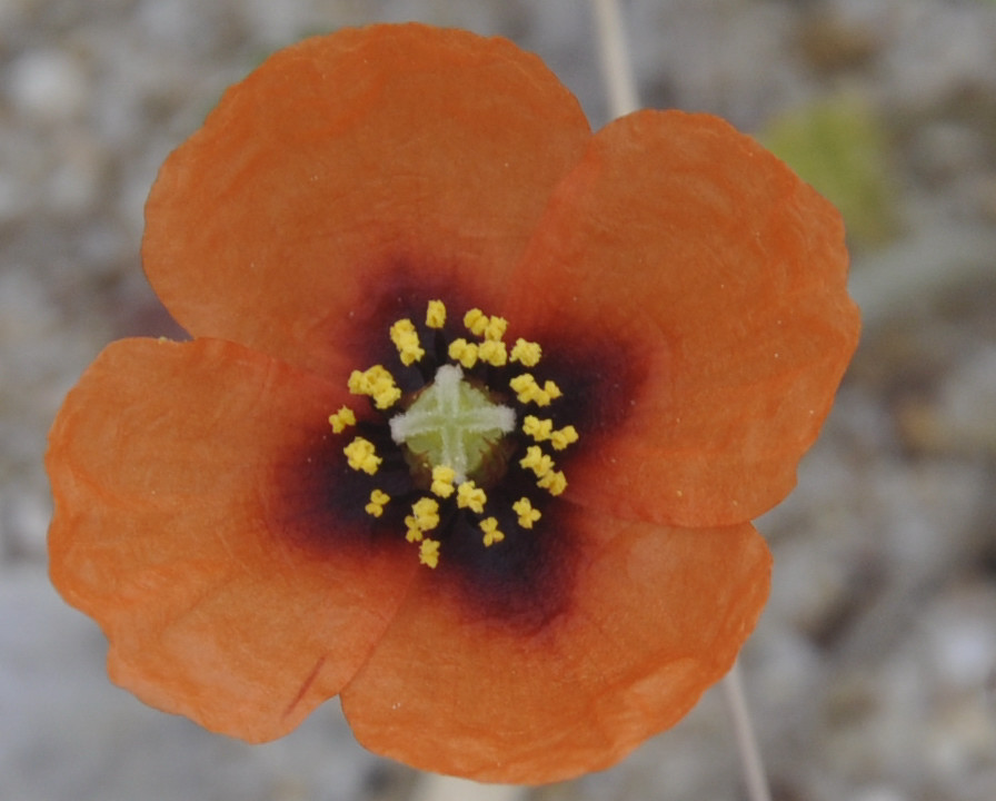 Image of Papaver nigrotinctum specimen.