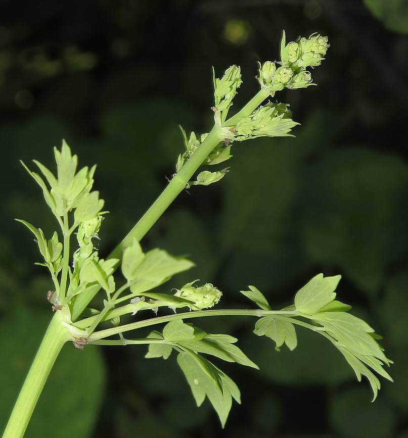 Image of Thalictrum minus specimen.