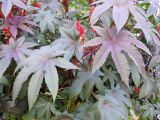 Ricinus communis