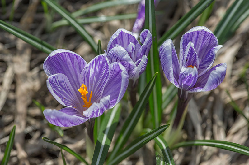 Изображение особи Crocus vernus.