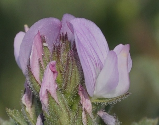 Image of Ononis repens specimen.